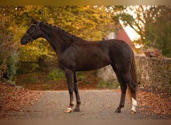 Duits rijpaard, Merrie, 4 Jaar, 167 cm, Donkere-vos