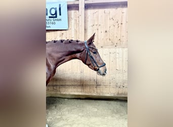 Duits rijpaard, Merrie, 4 Jaar, 167 cm, Donkere-vos