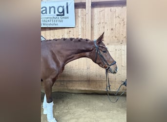 Duits rijpaard, Merrie, 4 Jaar, 167 cm, Donkere-vos