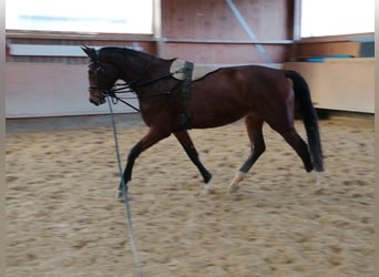 Duits rijpaard, Merrie, 4 Jaar, 170 cm, Bruin