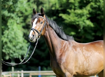 Duits rijpaard, Merrie, 4 Jaar, 170 cm, Donkerbruin