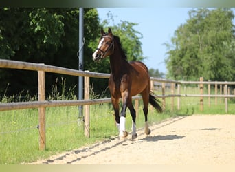Duits rijpaard, Merrie, 4 Jaar, 170 cm, Donkerbruin