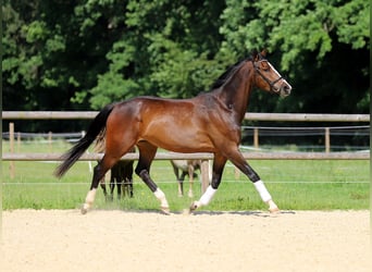 Duits rijpaard, Merrie, 4 Jaar, 170 cm, Donkerbruin