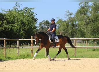 Duits rijpaard, Merrie, 4 Jaar, 170 cm, Donkerbruin