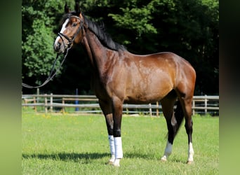 Duits rijpaard, Merrie, 4 Jaar, 170 cm, Donkerbruin