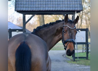 Duits rijpaard, Merrie, 4 Jaar, 172 cm, Bruin