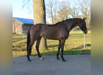 Duits rijpaard, Merrie, 4 Jaar, 172 cm, Bruin