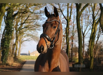 Duits rijpaard, Merrie, 4 Jaar, 172 cm, Bruin