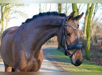 Duits rijpaard, Merrie, 4 Jaar, 172 cm, Bruin