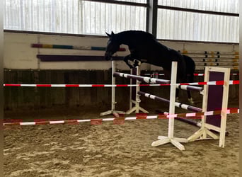 Duits rijpaard, Merrie, 4 Jaar, 173 cm, Bruin