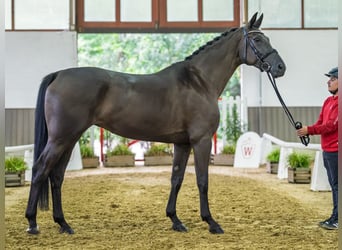 Duits rijpaard, Merrie, 4 Jaar, 174 cm, Zwart