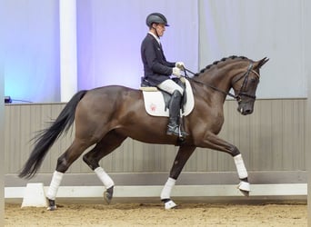 Duits rijpaard, Merrie, 4 Jaar, 174 cm, Zwart