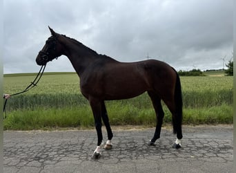 Duits rijpaard, Merrie, 4 Jaar, 176 cm, Donkerbruin