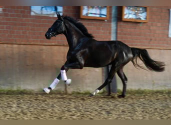 Duits rijpaard, Merrie, 4 Jaar, Zwart
