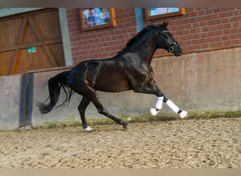 Duits rijpaard, Merrie, 4 Jaar, Zwart