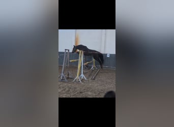 Duits rijpaard, Merrie, 5 Jaar, 158 cm, Vos