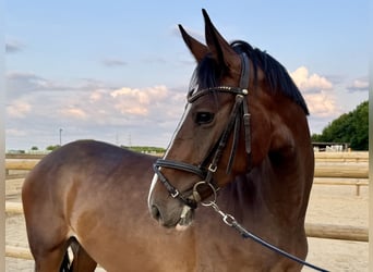 Duits rijpaard, Merrie, 5 Jaar, 160 cm, Donkerbruin