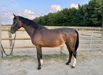 Duits rijpaard, Merrie, 5 Jaar, 160 cm, Donkerbruin