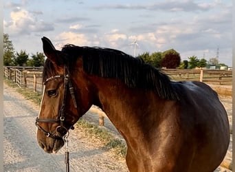 Duits rijpaard, Merrie, 5 Jaar, 160 cm, Donkerbruin