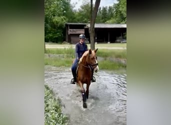 Duits rijpaard, Merrie, 5 Jaar, 160 cm, Donkere-vos