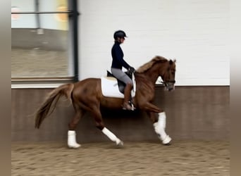 Duits rijpaard, Merrie, 5 Jaar, 160 cm, Donkere-vos