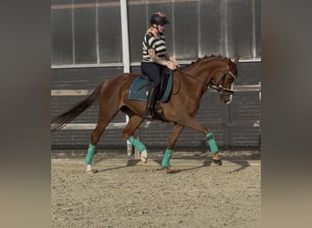 Duits rijpaard, Merrie, 5 Jaar, 162 cm, Vos
