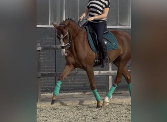 Duits rijpaard, Merrie, 5 Jaar, 162 cm, Vos