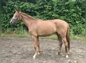 Duits rijpaard, Merrie, 5 Jaar, 162 cm, Vos