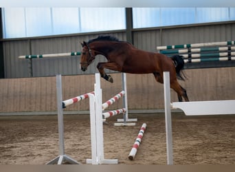 Duits rijpaard, Merrie, 5 Jaar, 164 cm, Bruin