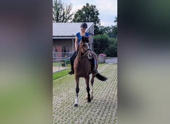 Duits rijpaard, Merrie, 5 Jaar, 165 cm, Bruin