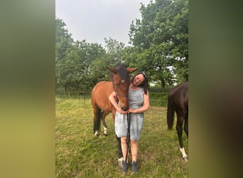 Duits rijpaard, Merrie, 5 Jaar, 165 cm, Bruin