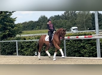 Duits rijpaard, Merrie, 5 Jaar, 165 cm, Donkere-vos