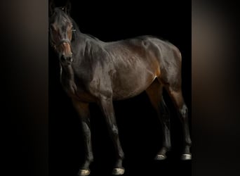 Duits rijpaard, Merrie, 5 Jaar, 165 cm, Zwartbruin