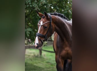 Duits rijpaard, Merrie, 5 Jaar, 166 cm, Donkerbruin