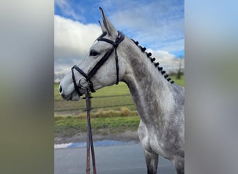 Duits rijpaard, Merrie, 5 Jaar, 166 cm, kan schimmel zijn