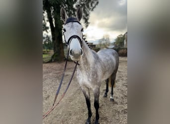 Duits rijpaard, Merrie, 5 Jaar, 166 cm, kan schimmel zijn