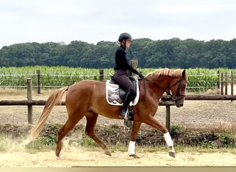 Duits rijpaard, Merrie, 5 Jaar, 167 cm, Vos