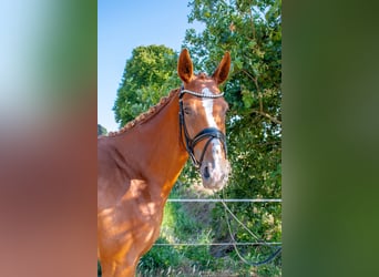 Duits rijpaard, Merrie, 5 Jaar, 167 cm, Vos
