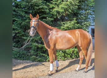 Duits rijpaard, Merrie, 5 Jaar, 167 cm, Vos