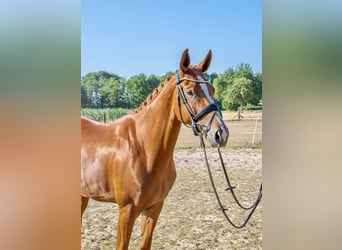 Duits rijpaard, Merrie, 5 Jaar, 167 cm, Vos