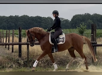 Duits rijpaard, Merrie, 5 Jaar, 167 cm, Vos
