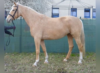 Duits rijpaard, Merrie, 5 Jaar, 168 cm, Palomino