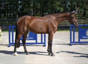 Duits rijpaard, Merrie, 5 Jaar, 169 cm, Bruin