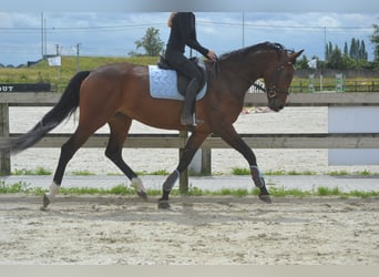 Duits rijpaard, Merrie, 5 Jaar, 170 cm, Brauner