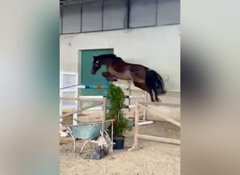 Duits rijpaard, Merrie, 5 Jaar, 170 cm, Bruin