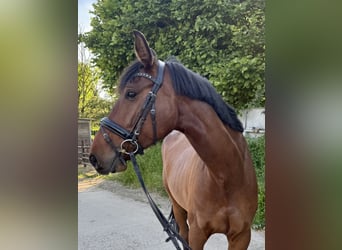 Duits rijpaard, Merrie, 5 Jaar, 170 cm, Bruin