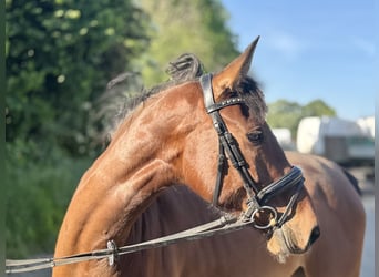 Duits rijpaard, Merrie, 5 Jaar, 170 cm, Bruin