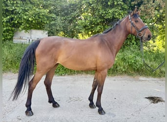 Duits rijpaard, Merrie, 5 Jaar, 170 cm, Bruin