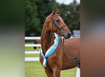 Duits rijpaard, Merrie, 5 Jaar, 170 cm, Bruin
