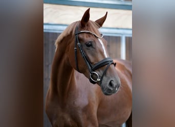 Duits rijpaard, Merrie, 5 Jaar, 171 cm, Vos